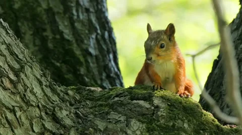 Squirrel chews Vídeos de archivo 11563946