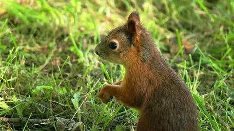 Squirrel chews Stock Footage 11563960