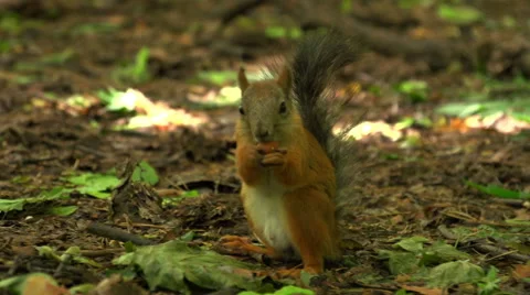 Squirrel chews on a nut Stock Footage 54900369