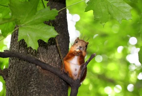 Squirrel chews nut sitting in a tree Stock Photos