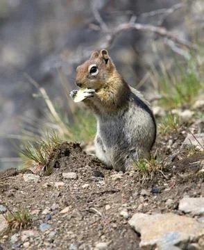 Squirrel chews a piece of apple Stock Photos