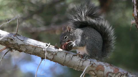 Squirrel Chews Pine Cone Stock Footage 2322341