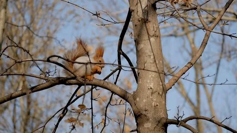 Squirrel chews walnut Stock Footage 82927293