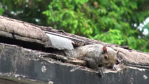 A squirrel with chicks sneaking into the hole gnawed by her in the roof Vidéo 232157648