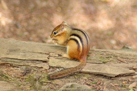 Squirrel chipmunk with a black stripe in the forest Stock Photos