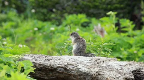Squirrel chirping in mountain forest P HD 0601 Stock Footage 10597258