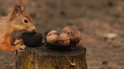 Squirrel chooses between water and nuts macro shooting. Stock-Footage 153838957