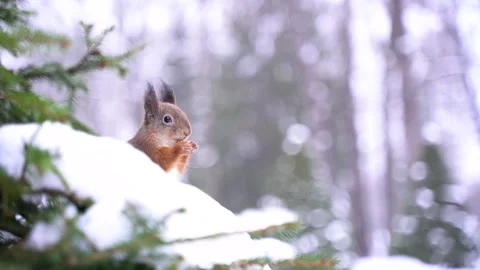 A squirrel on a Christmas tree gnaws a nut in winter in the park Stock Footage 303776918