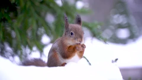 A squirrel on a Christmas tree gnaws a nut in winter in the park Stock Footage 303776921