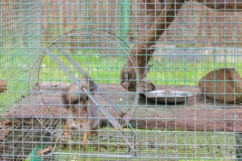 Squirrel in circle in a cage Stock Photos
