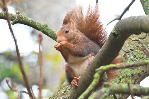 Squirrel in a city park amidst green nature 库存照片