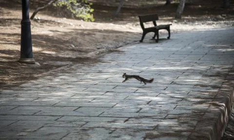 Squirrel in a city park Stock Photos