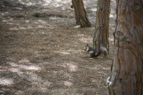 Squirrel in a city park Stock Photos
