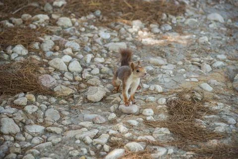 Squirrel in a city park Stock Photos