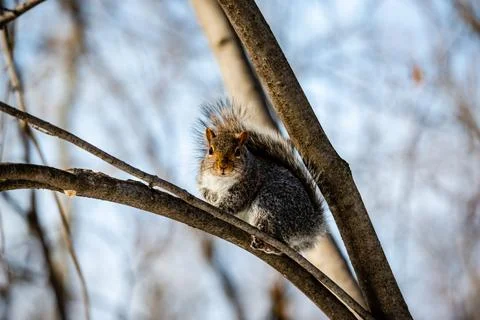 Squirrel in the city park Stock Photos