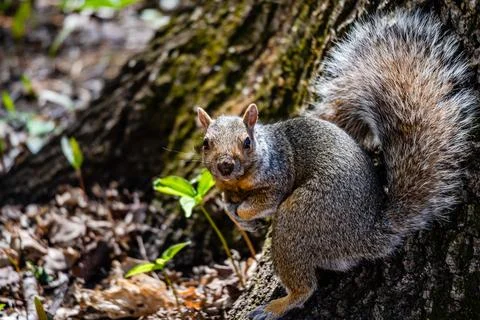 Squirrel in the city park Stock Photos