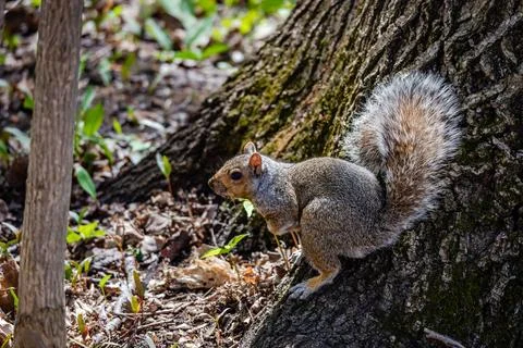 Squirrel in the city park Stock Photos