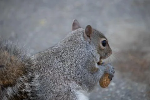 A squirrel in the city Stock Photos