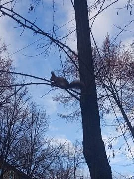 A Squirrel in the City 스톡 사진