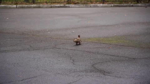 Squirrel in the city. The squirrel runs away from the camera. Stock Footage 196087799