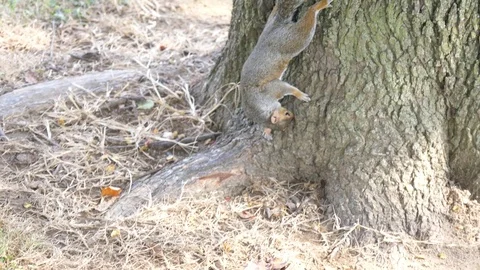 Squirrel Claiming Down Tree Trunk Close Up Sharp Slow Motion 4K Stock Footage 79022224