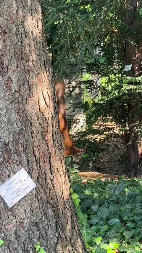 Squirrel clattering on the tree Stock Footage 279071045