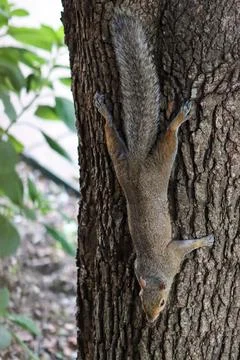 Squirrel Climb On The Tree Stock Photos