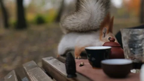 The squirrel climbed onto the bench  and stole a nut Stock Footage 229860301