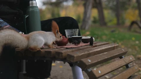 The squirrel climbed onto the bench where the man is drinking tea Stock Footage 229860299
