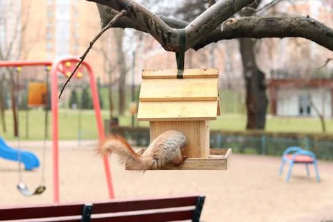 A squirrel climbed into a bird feeder to get nuts Stock Photos