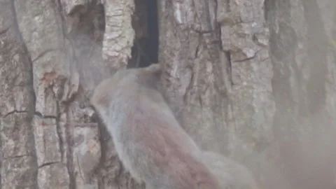 The squirrel climbed into the hollow Video stock 106189818