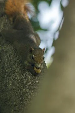The squirrel climbed on the tree. Stock Photos