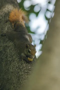 The squirrel climbed on the tree. Stock Photos