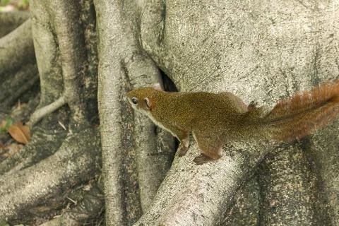 The squirrel climbed on the tree. Stock Photos
