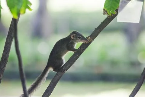 The squirrel climbed on the tree. Stock Photos