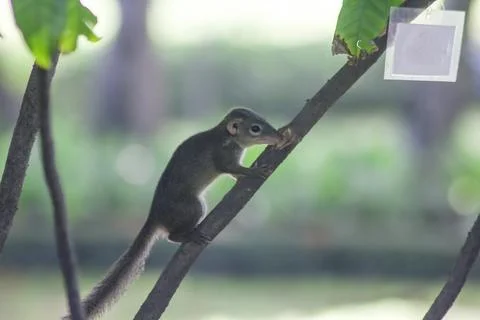 The squirrel climbed on the tree. Stock Photos