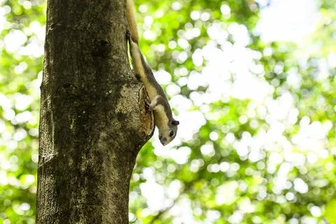 The squirrel climbed on the tree. Stock Photos