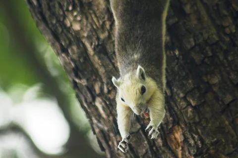 The squirrel climbed on the tree. Foto stock