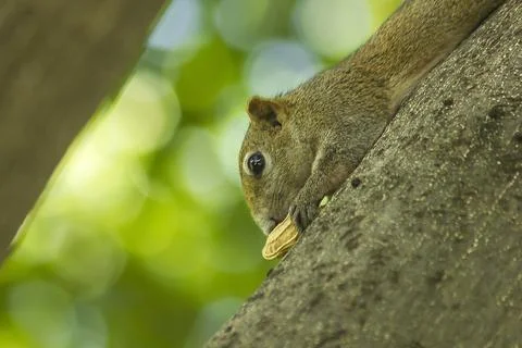 The squirrel climbed on the tree. Stock Photos