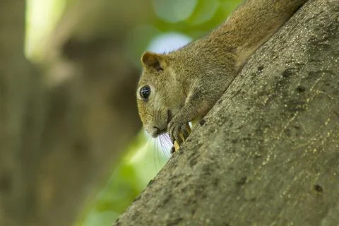 The squirrel climbed on the tree. Stock Photos
