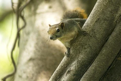 The squirrel climbed on the tree. Stock Photos