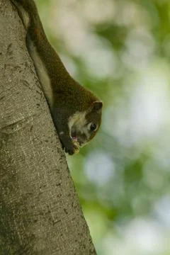 The squirrel climbed on the tree. Stock Photos