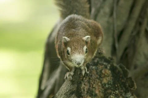 The squirrel climbed on the tree. Stock Photos