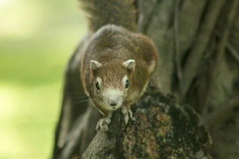 The squirrel climbed on the tree. Stock Photos