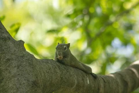 The squirrel climbed on the tree. Stock Photos