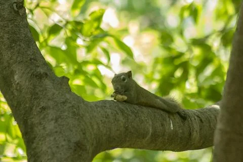 The squirrel climbed on the tree. Stock Photos