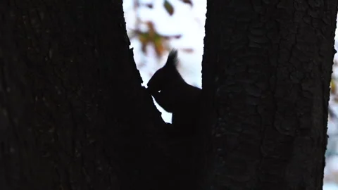 Squirrel climbing along tree then grooms itself. Day time animal on three Stock Footage 256794066