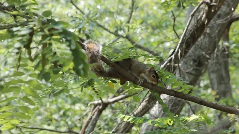 Squirrel Climbing and Hanging from Tree Branches in Forest Video stock 110871463