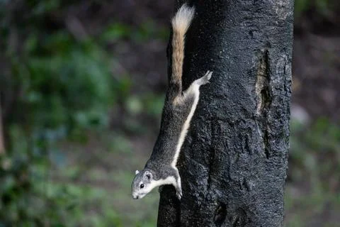 Squirrel climbing and hanging upside down on tree trunk in forest park Stock Photos