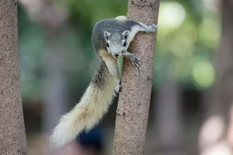 Squirrel climbing and perching on tree trunk in forest park Stock Photos
